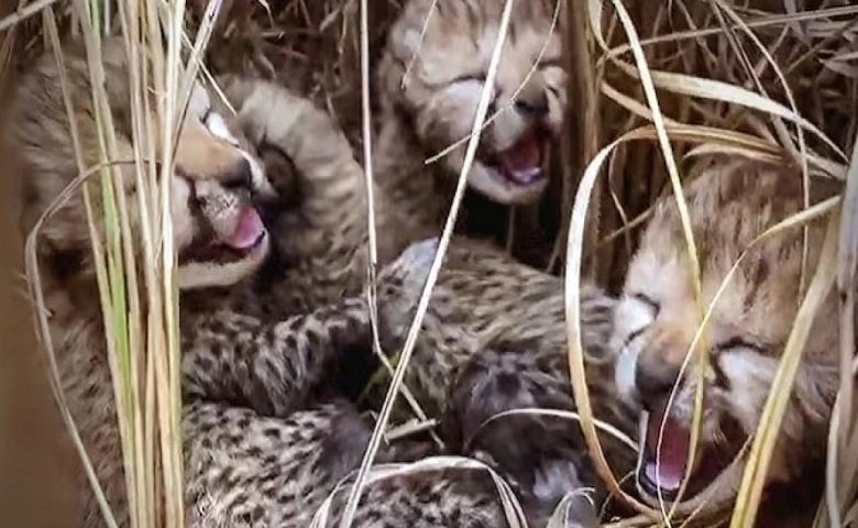 cheetah cubs