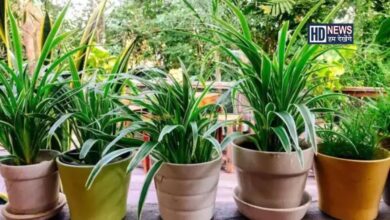 ગરમીમાં ઘરના ગાર્ડનમાં ખાસ લગાવો આ છોડ, નહિ કરવી પડે વધુ દેખભાળ hum dekhenge news