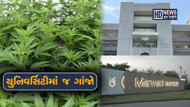 Marwadi University- ગાંજાના છોડ-HDNEWS