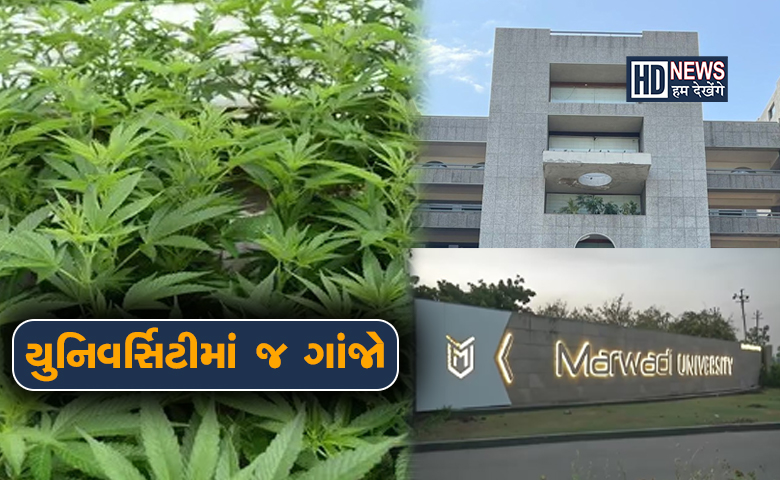 Marwadi University- ગાંજાના છોડ-HDNEWS