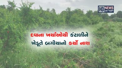 દાડમનો પાક નાશ-HDNEWS