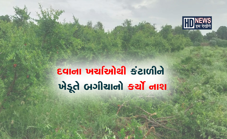 દાડમનો પાક નાશ-HDNEWS