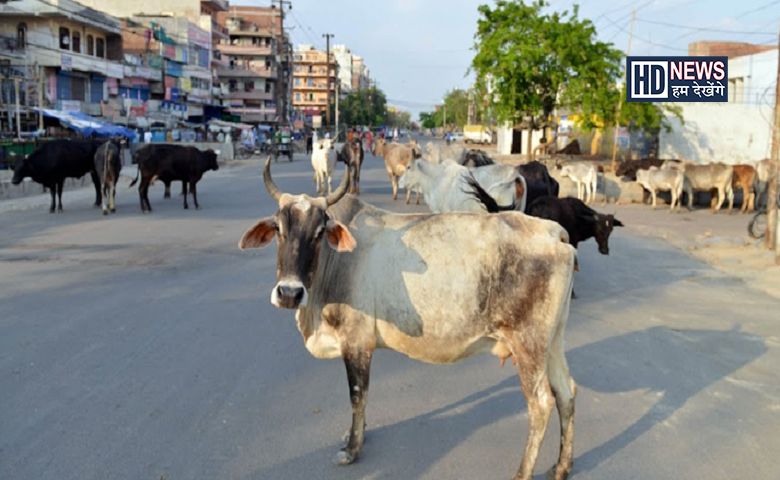 નગરપાલિકાની તાકીદ-humdekehnegnews