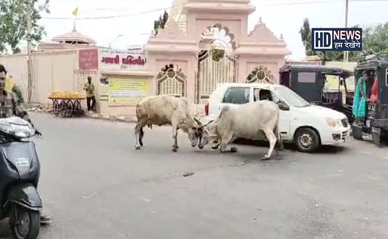 શિંગડા યુદ્ધ-humdekhengenews