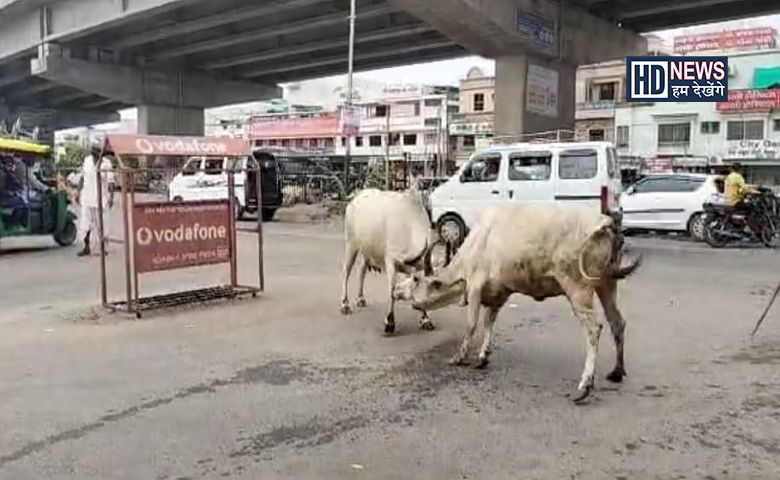 શિંગડા યુદ્ધ-humdekhengenews