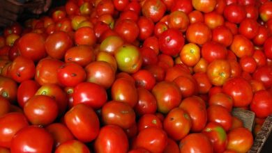 tomatoes price