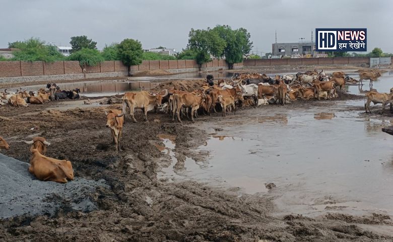 બોટાદ પશુઓ-humdekhengenews