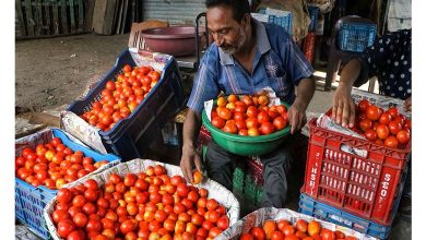 Tomatoes Price