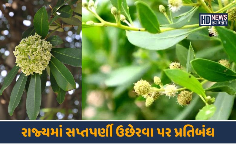 સપ્તપર્ણી-HDNEWS