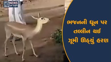 deer dancing on bhajan-HDNEWS