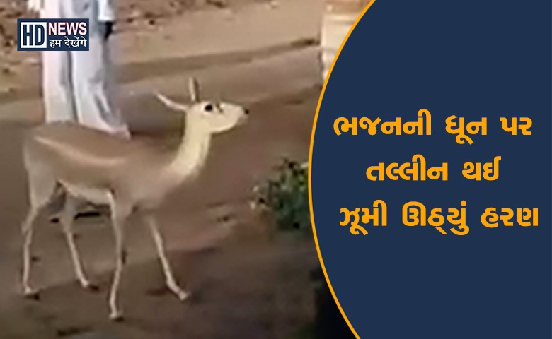 deer dancing on bhajan-HDNEWS