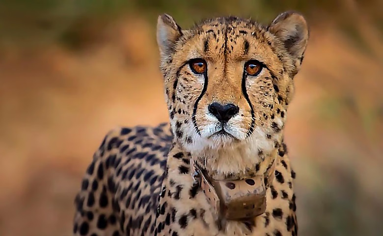 Namibian cheetah