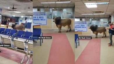 bull in sbi bank