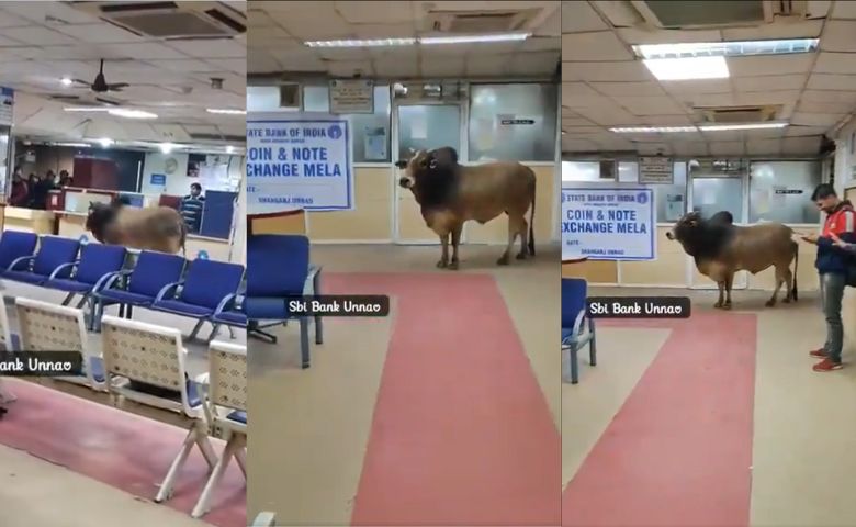 bull in sbi bank