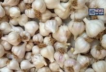 Garlic Price-HDNEWS