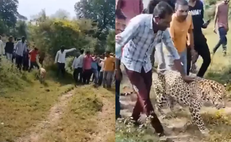 Leopard funny video-HDNEWS