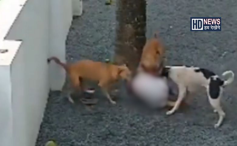 death in dog attack-HDNEWS