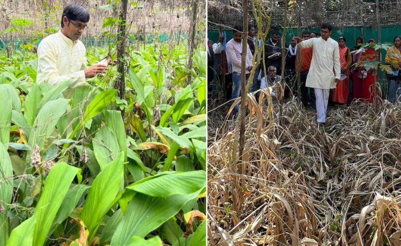 Antibiotic pillow made from turmeric is healthy for people