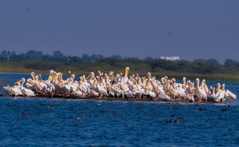 જામનગર ખીજડિયા પક્ષી અભયારણ્ય-humdekhengenews 