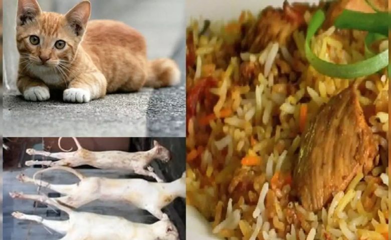 Cat Meat in Biryani: શું ચેન્નાઈમાં બિરયાનીમાં બિલાડીનું માંસ વપરાય છે? બિલાડીની ચોરીનો ચોંકાવનારો વીડિયો વાયરલ