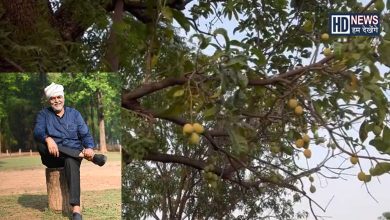 mango in neem tree-HDNEWS