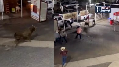 Bull Attack in America