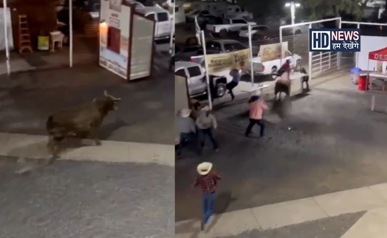 Bull Attack in America