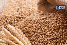 wheat hoarding-HDNEWS