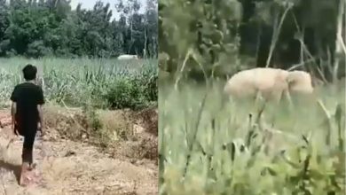 wild elephant killed a young man