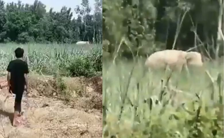 wild elephant killed a young man