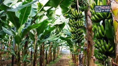 Banana Farming