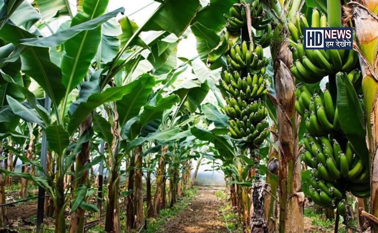 Banana Farming