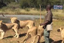 Friendship of lions-HDNEWS