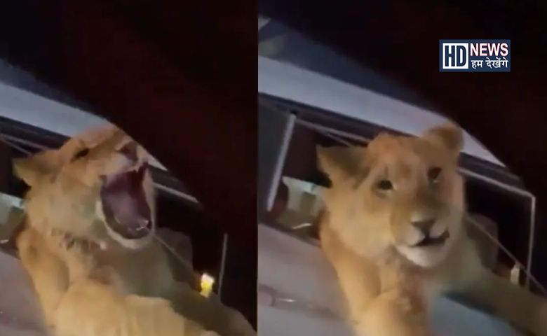 Lion seen in Car-HDNEWS