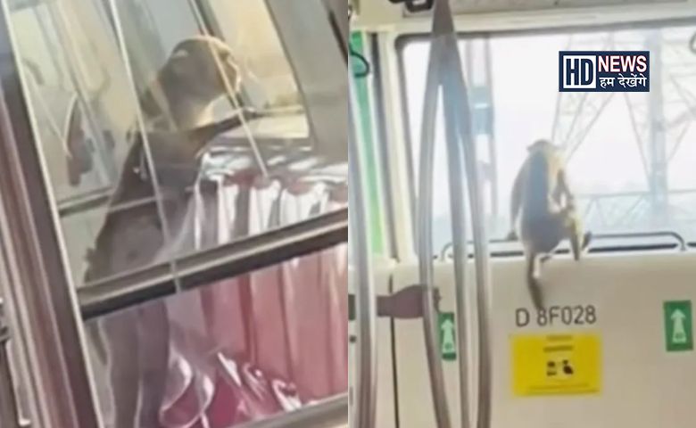 Monkey in Delhi Metro-HDNEWS