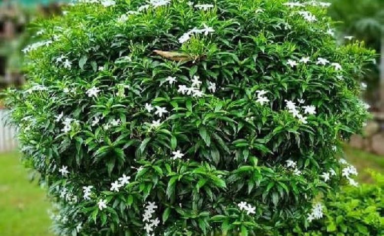 ઘરના આંગણામાં લાગેલા આ છોડ આપે છે ઝેરીલા સાપને આમંત્રણ, આજે જ કરો ચેક Hum dekhenge news
