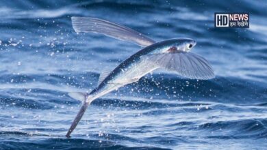 Flying fish