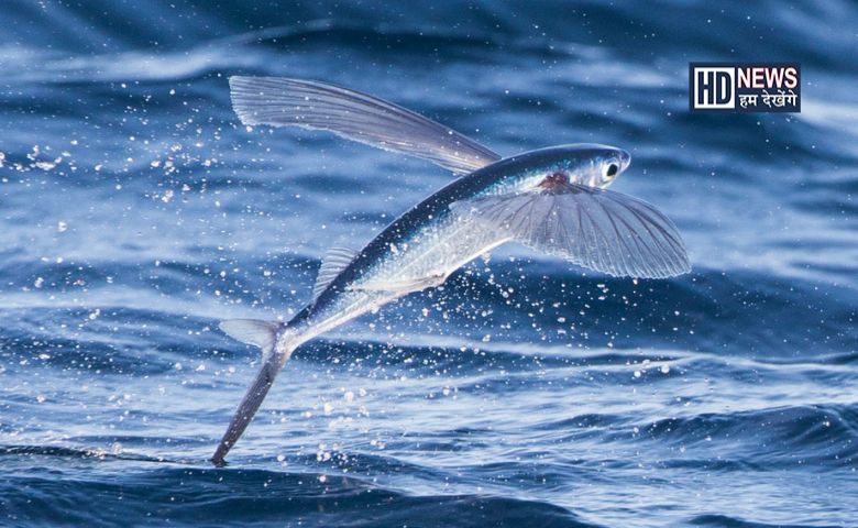 Flying fish