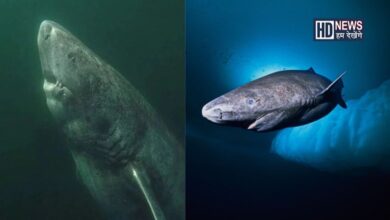 Greenland shark