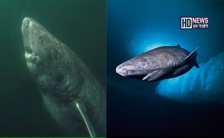 Greenland shark