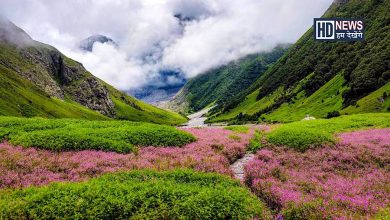 Valley of Flowers