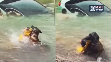 dog saves life of a man-HDNEWS