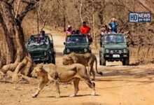 Gir National Park