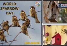 sparrow day - HDNews